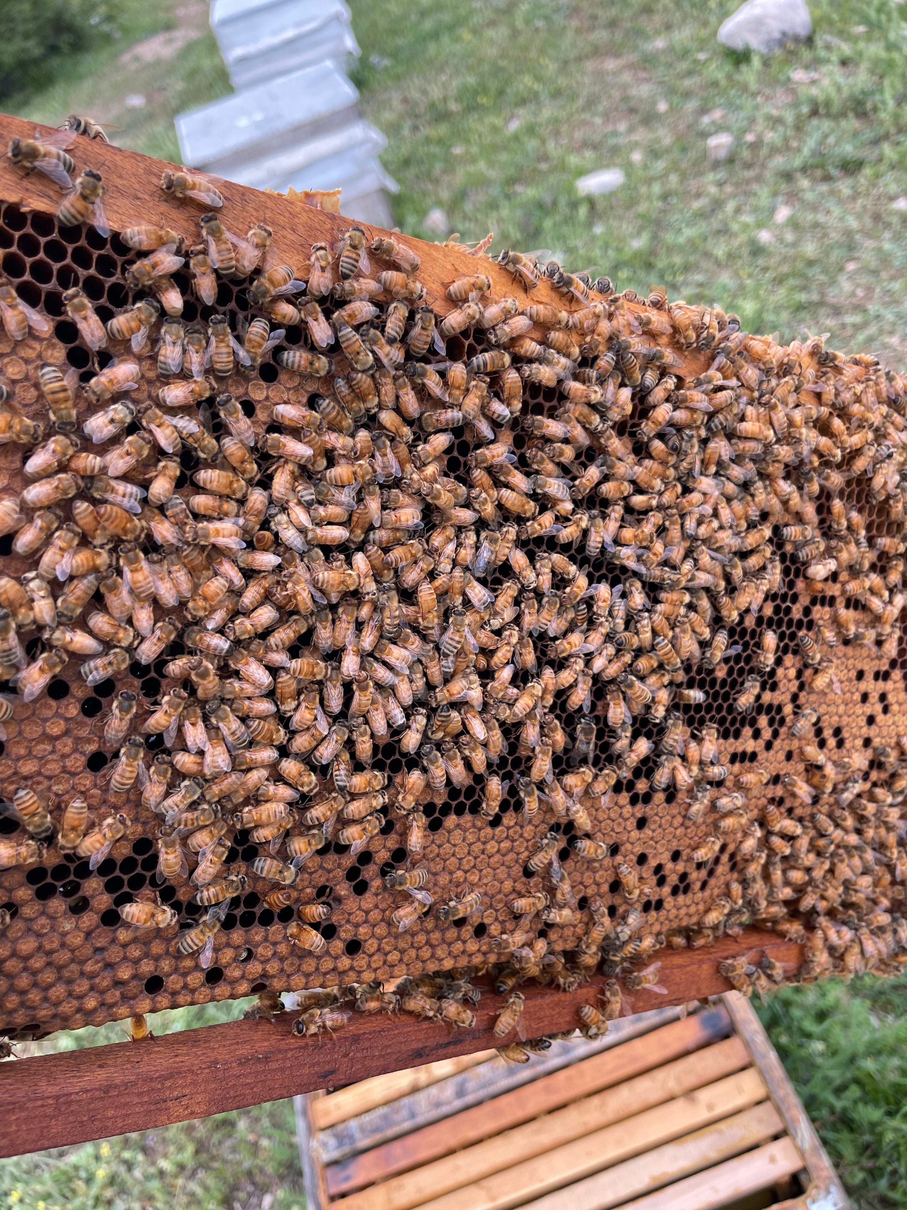 Tanbal Siyah Seri Yoğun Polenli Şifa Balı (Petekli)