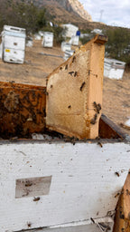 Organik Petekli Bal Sarı Renk Az Polenli Gurme Lezzet 2.6kg