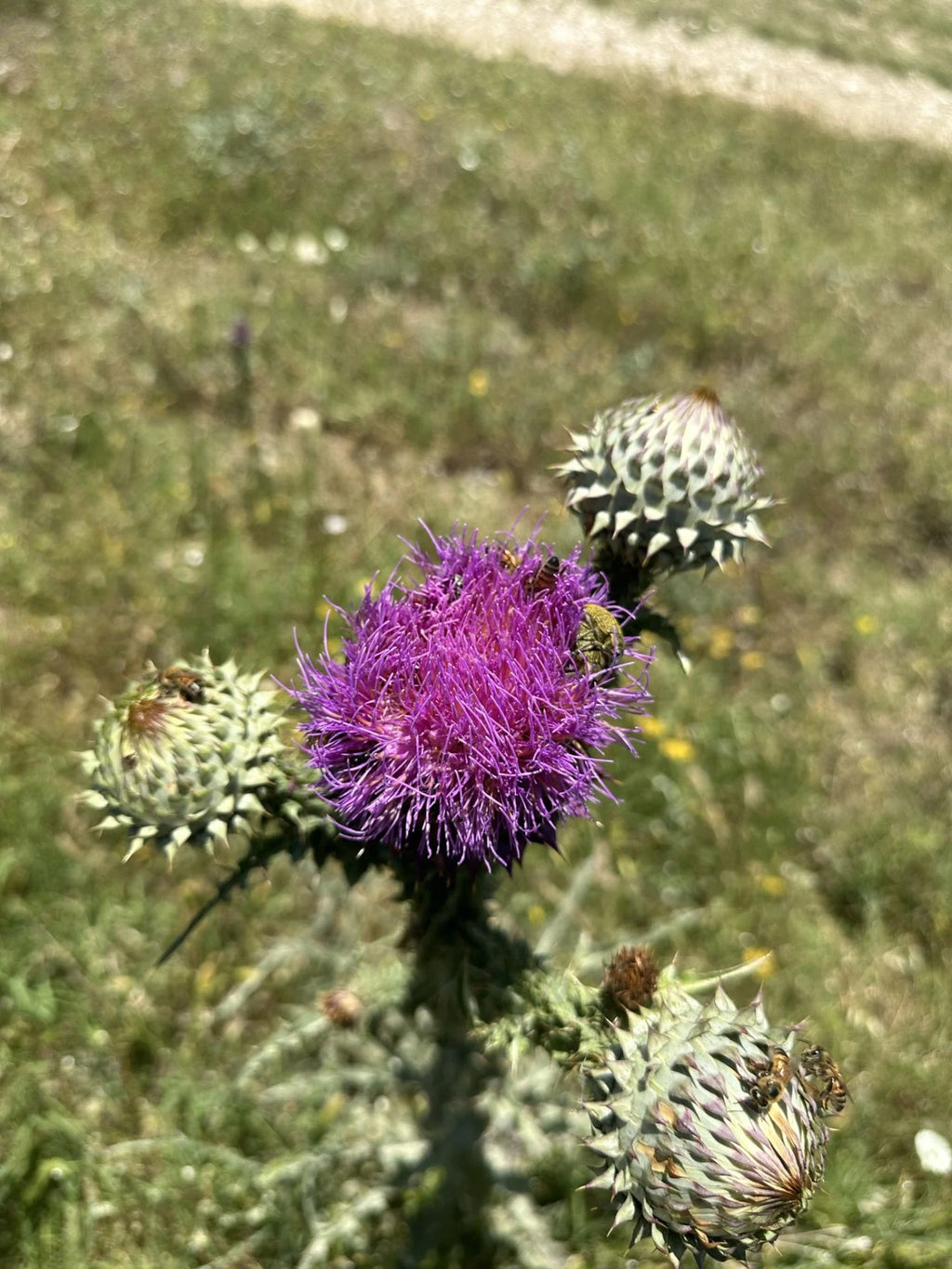 Tanbal Organik Arı Poleni 500 GR Cam Kavanoz