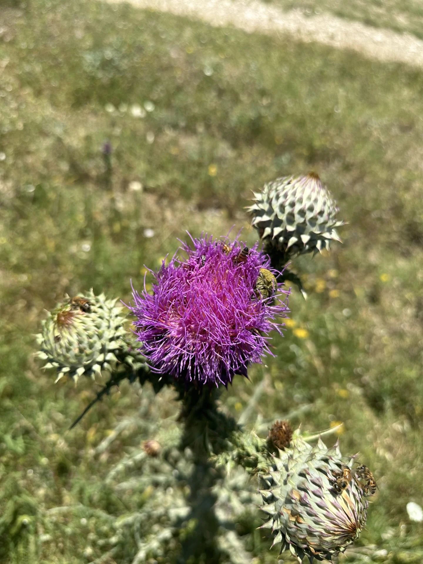 Tanbal Organik Arı Poleni 500 GR Cam Kavanoz